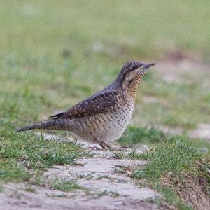 Eurasian Wryneck