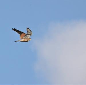 Common Kestrel