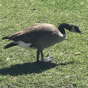 Cackling Goose