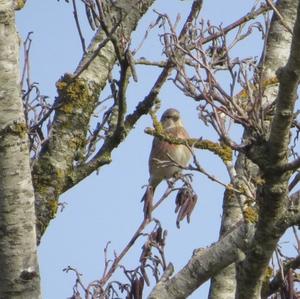 Eurasian Linnet