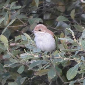 Red-backed Shrike