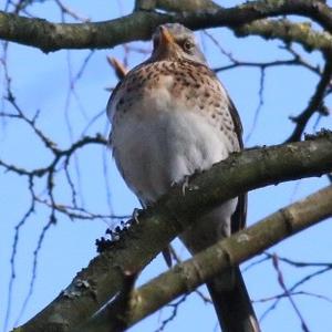 Fieldfare