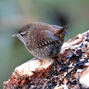 Winter Wren