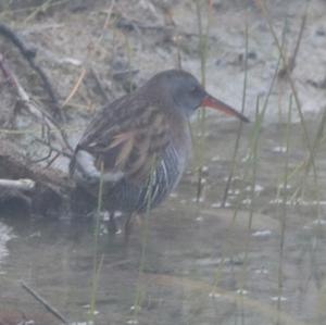 Water Rail