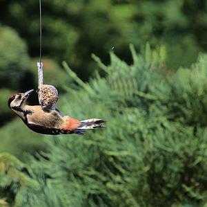 Great Spotted Woodpecker