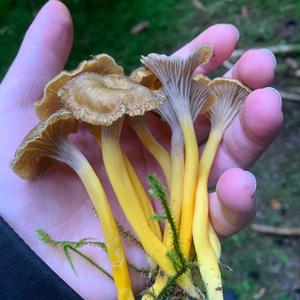 Trumpet Chanterelle