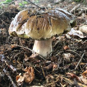 King Bolete