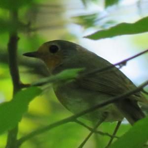 European Robin