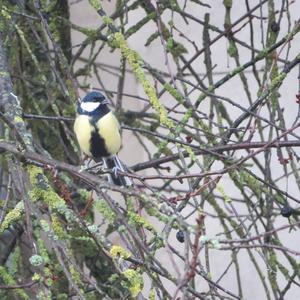 Great Tit