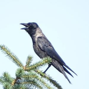 Hooded Crow