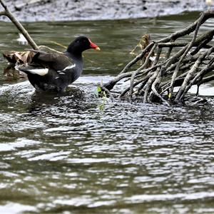 Common Moorhen