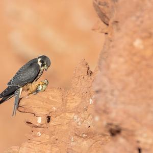 Eurasian Hobby