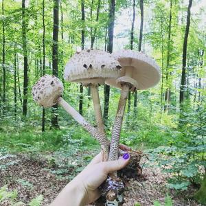 Parasol Mushroom