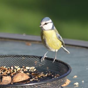 Blue Tit