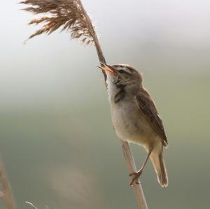 Eurasian Reed-warbler