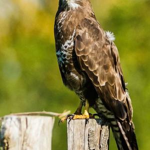 Common Buzzard