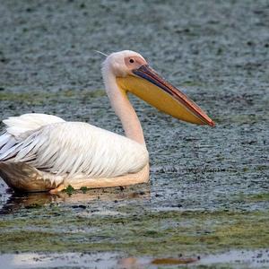 Great White Pelican