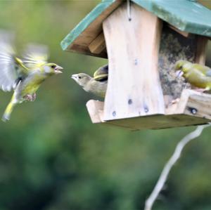 European Greenfinch