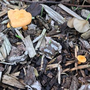 False Chanterelle