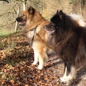 Eurasier