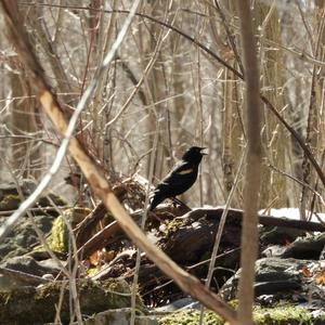 Red-winged Blackbird