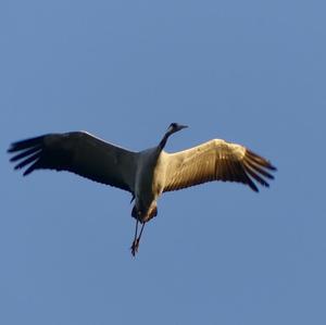 Common Crane