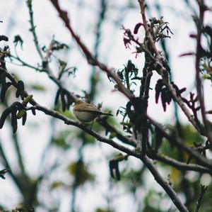 Common Chiffchaff