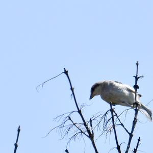 Great Grey Shrike