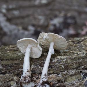 Destroying Angel