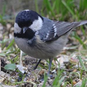 Coal Tit