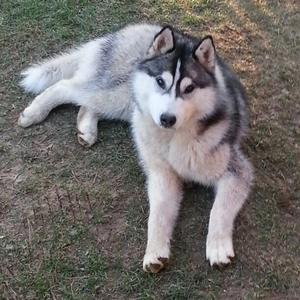 Siberian Husky