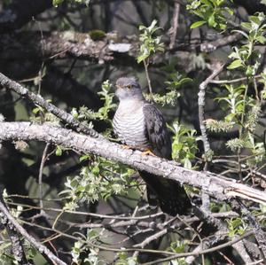 Common Cuckoo