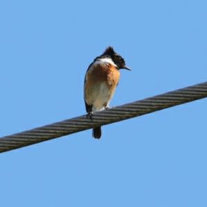 European stonechat