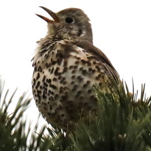 Mistle Thrush