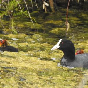 Common Coot