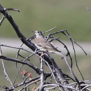 Mistle Thrush