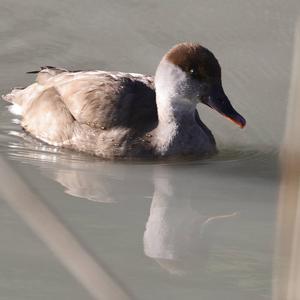 Red-crested Pochard