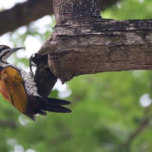 Common Flameback