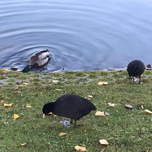 Bläßhuhn