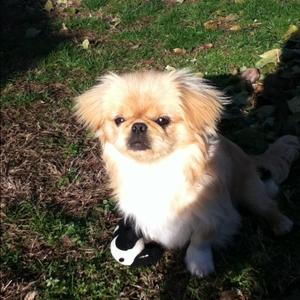 Pekingese