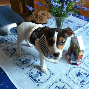 Russell Terrier