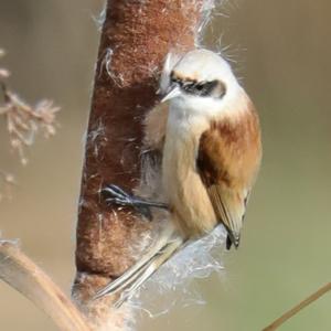 Eurasian Penduline-tit