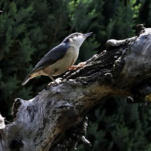 Wood Nuthatch