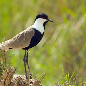 Spur-winged Lapwing