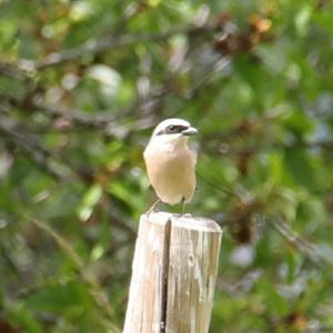 Red-backed Shrike