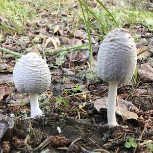 Shaggy Mane