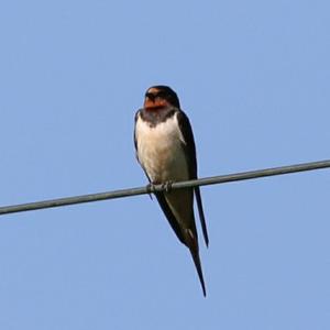 Barn Swallow