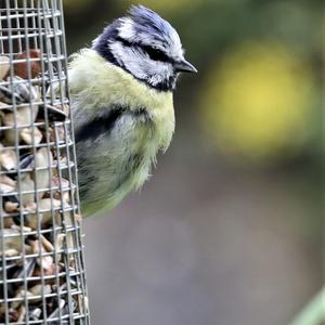 Blue Tit