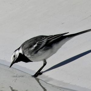 White Wagtail