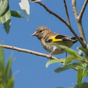 European Goldfinch